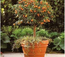 معرفی گیاه- کامکوات (پرتقال زینتی) Kamquat